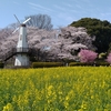 お花見散歩日記。