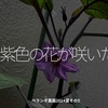 2421食目「紫色の花が咲いた」ベランダ農園2024夏その5