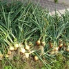 玉ねぎの収穫