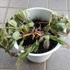 しわしわ瀕死のシャコバサボテンの復活を試みる