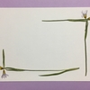 押し花はがきの作り方！初心者でも簡単なおしゃれアレンジ術