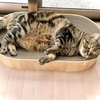 バリバリボウルオーバルを猫5匹で使ってみた感想｜広く寝やすい爪とぎベッドでした