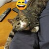 すごくまぶしかった 子猫！😎