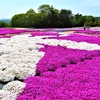 花夢の里（かむのさと）の花風景 ⑥ （広島県世羅郡世羅町）