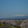 みちのく桜開花も秒読み！生命力あふれる「春」へ