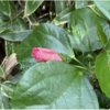 ハイビスカス　かろうじて越冬し開花