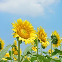 ひまわりと花火の競演 栃木 野木ひまわりフェスティバル で花火撮影してきました ネコと夜景とビール