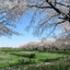 見沼田んぼ―桜回廊散策