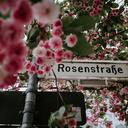 fleurdecerisierのブログ