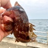 完全にロックフィッシュ（根魚）にシフトしたりして。昨日はアジを諦めました。　