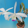 Cattleya perrinii f.s/a