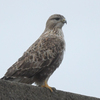 隣の県に鳥を見に行った日記（２０２４　０１２１）その１。