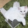 かわいい雨と雪の画像集！ふわふわにゃんこがお届け！　ふわふわにゃんこの雨と雪　第43弾