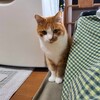 測定値振り切る重度猫アレルギーですが？