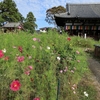 奈良「般若寺」コスモス　2026
