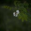 アカシアの白い花