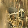 White-breasted Waterhenシロハラクイナ(ジャワの鳥その11）