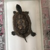 クサガメ🐢ポコの飼育日記🐢⑥