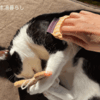 猫用ブラシからコーム（櫛形）に買い替え