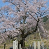 湖北清水（しょうず）の桜その１