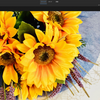 写真の一部を簡単にスケッチ風に加工する方法【Photoshop Elements】
