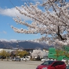 雪山と桜