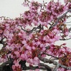 父91才、盆栽の桜は満開だけど