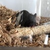 くろごまあん47日目