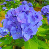 ２０２０／０６／２１　北総　花の丘公園