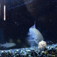 飼育ウグイに釣り餌のブドウ虫をあげてみた Uguing Life
