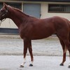 レベンディス、美浦入り。