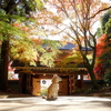 油山寺の紅葉