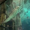 モントレー水族館に行ってきた。