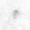 RAY  /  White