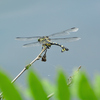 公園とその周辺のトンボ