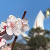 《万博公園の梅まつり》たまにはゆっくり花でも見て歩きませんか？
