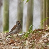 冬鳥を見送る探鳥会