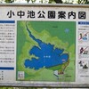 新緑が眩しい「小中池公園」を散策