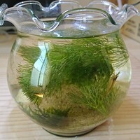 アクアリウムにイトトンボのヤゴと思われる生物が自然発生しました 二段階紆余曲折