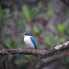 ナンヨウショウビン(Collared Kingfisher)