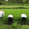 8月10日(金) 里山活動 田んぼの草取り、米ぬか撒き、野菜収穫