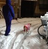 雪の犬、溶ける犬