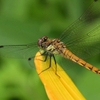 🦋キスゲ平園地　その③　昆虫を撮影しました😊