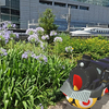 Pokémon GO Fest 2025：グローバル参加記念【ポケモンGOAR写真】銀座で出会った新しい仲間と