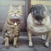 MUSEUM〜「ねこ　岩合光昭　写真展」（日本橋三越）