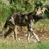 3/4 リビングデザート動物園でリカオンについてのトークが聴けます。