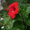  ハイビスカスの花