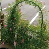 いよいよ薔薇の最盛期～♪