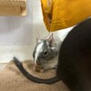 くろごまあん二世 99日目