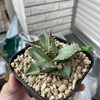 アガベのフィリグリー、白鯨、レッドキャットの植え替え